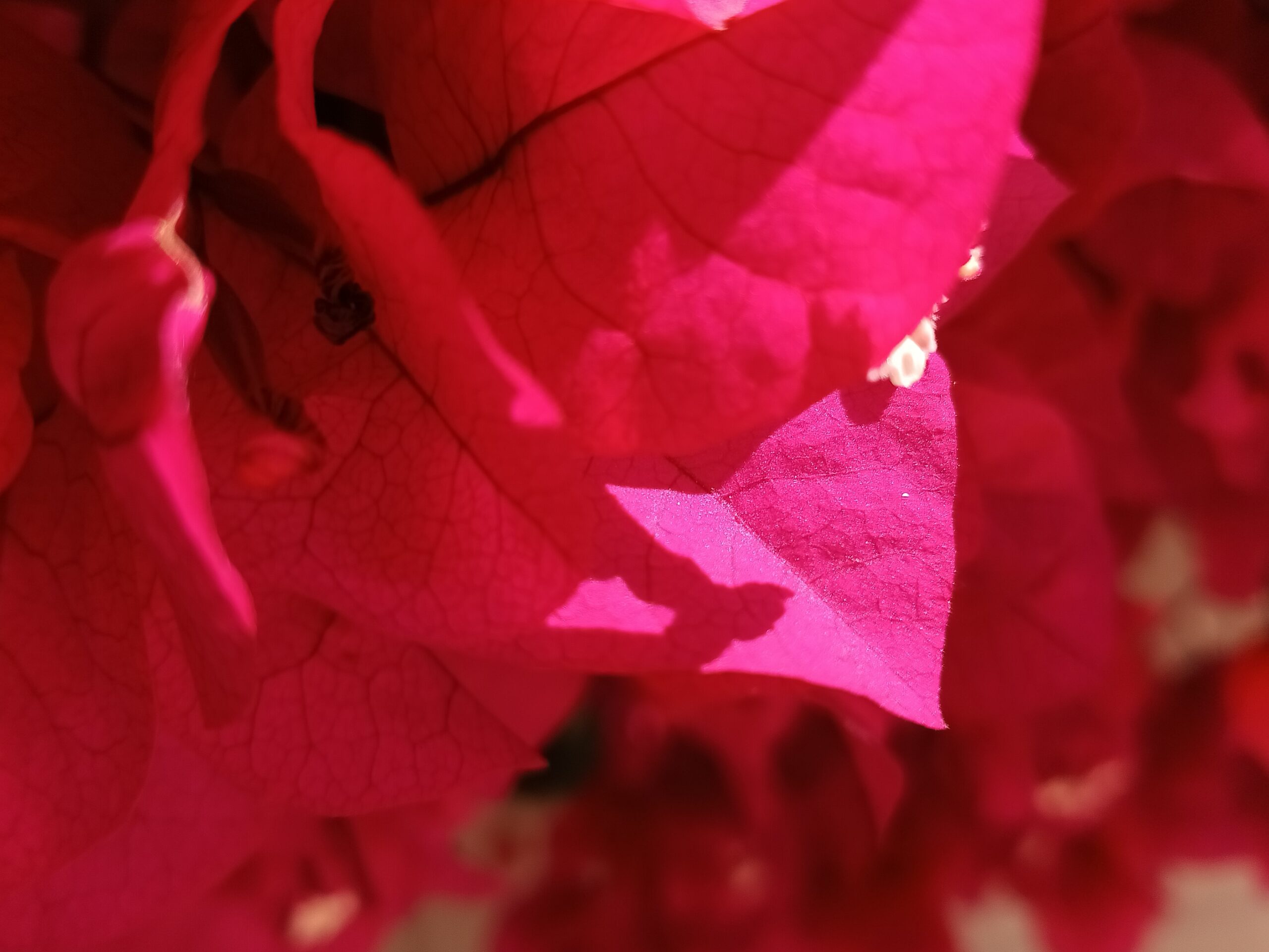 TCL 50 XL 5G camera sample