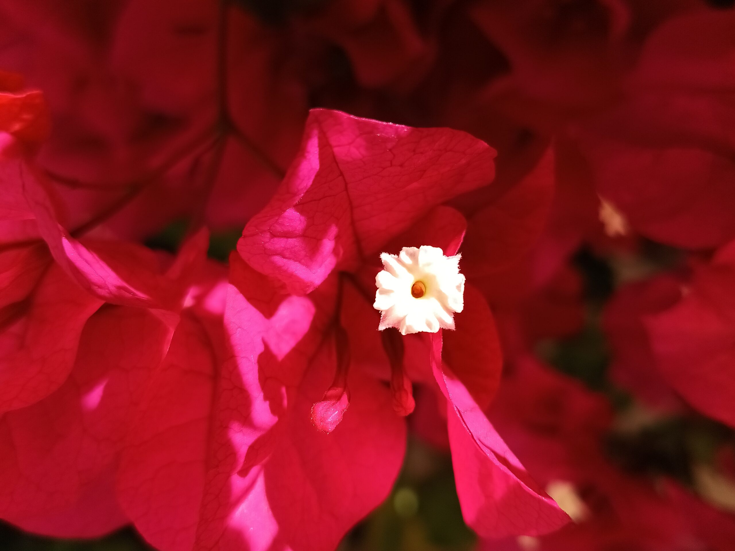 TCL 50 XL 5G camera sample